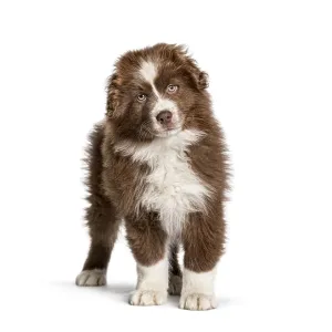 Adorable brown and white fluffy australian shepherd puppy standing on a white background Adorable brown and white fluffy australian shepherd puppy standing on a white background