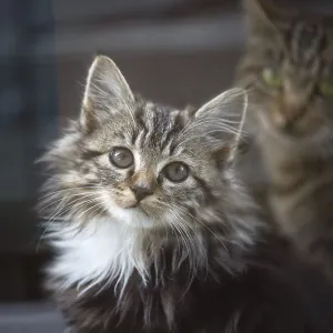 Adorable, cute little kitten with long fur and white chest