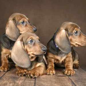 Tres cachorros de dachshund adorables descansan juntos en una oscuridad. Tres cachorros de dachshund adorables descansan juntos en una oscuridad.