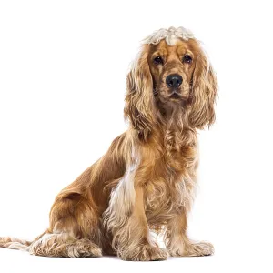 Adorable english cocker spaniel posing calmly Adorable english cocker spaniel posing calmly