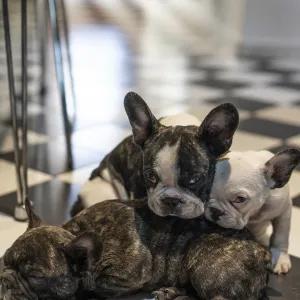Three adorable French bulldogs puppies Three adorable French bulldogs puppies