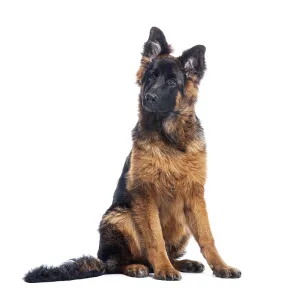 Adorable german shepherd puppy sitting and looking up with a curious expression Adorable german shepherd puppy sitting and looking up with a curious expression