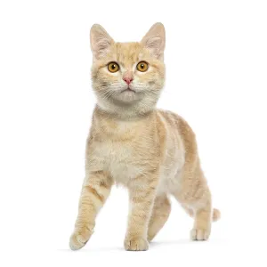 Adorable ginger kitten gracefully walking and exploring Adorable ginger kitten gracefully walking and exploring