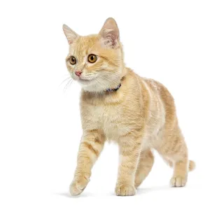 Adorable ginger kitten wearing a blue collar Adorable ginger kitten wearing a blue collar