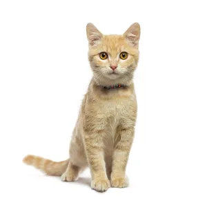 Adorable ginger kitten wearing a colorful collar Adorable ginger kitten wearing a colorful collar