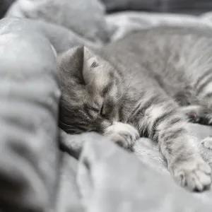 Adorable little pet. Cute child animal Adorable little pet. Cute child animal