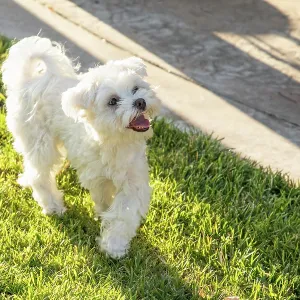 Adorable Maltese Puppy Playing In The Yard