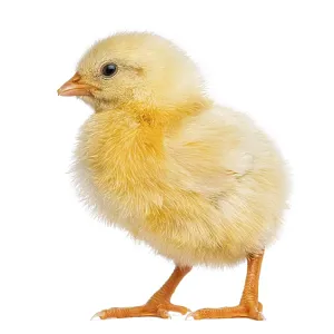 Adorable newborn yellow chick standing upright on white background
