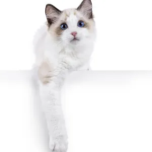Adorable Ragdoll cat kitten standing facing front with paws hanging over edge
