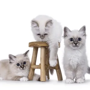 Three adorable sacred birman cat kittens playing Three adorable sacred birman cat kittens playing