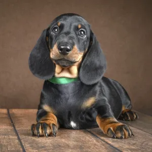Puppy pequeño y adorable de dachshund capturado contra un fondo oscuro. Puppy pequeño y adorable de dachshund capturado contra un fondo oscuro.
