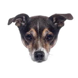 Adorable small dog peeking over a white background Adorable small dog peeking over a white background