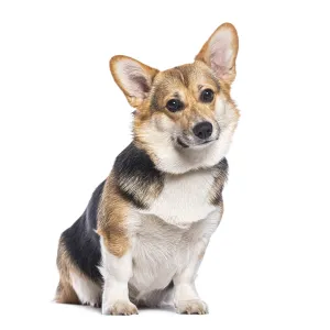 Adorable welsh corgi pembroke sitting and tilting its head with a curious expression Adorable welsh corgi pembroke sitting and tilting its head with a curious expression