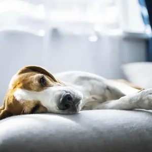 Adult Male Beagle Dog Print - Sleeping on the Sofa Adult Male Beagle Dog Print - Sleeping on the Sofa