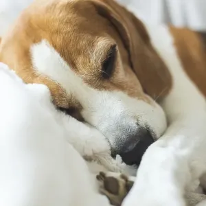 Adoult Male hound Beagle dog sleeping at home on the sofa Adoult Male hound Beagle dog sleeping at home on the sofa
