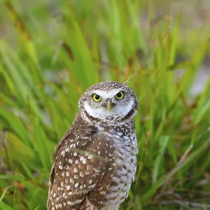 Adult Burrowing owl Athene cunicularia perched outside its burrow on Marco Island Adult Burrowing owl Athene cunicularia perched outside its burrow on Marco Island