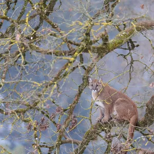 An adult female cougar (Puma concolor)