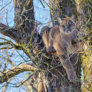 An adult female cougar (Puma concolor) rests high up in an oak tree on a sunny
