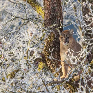 An adult female cougar (Puma concolor) sits high up in a frost-covered oak tree on a sunny