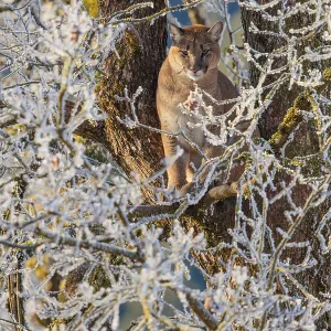 An adult female cougar (Puma concolor) sits high up in a frost-covered oak tree on a sunny
