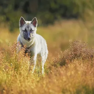 Adult Greenland Dog standing in a meadow