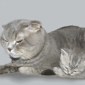 An adult Scottish Fold cat and a small Scottish Straight kitten lie side by side on the table An adult Scottish Fold cat and a small Scottish Straight kitten lie side by side on the table