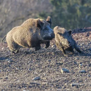 An adult wild boar (Sus scrofa) runs after a young animal and attacks it