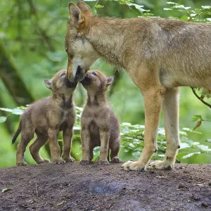 An adult wolf shows affection for two puppies