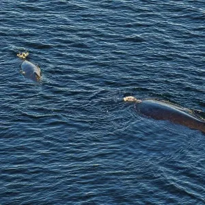 Aerial Print of a Humpback Whale Aerial Print of a Humpback Whale