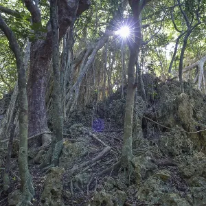 Aerial roots of the banyan fig