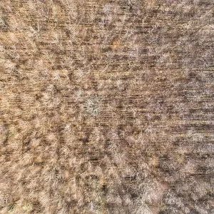 Aerial view of a bare forest with a geometric pattern of trees Aerial view of a bare forest with a geometric pattern of trees