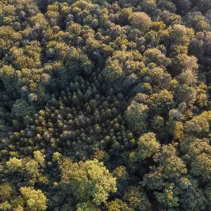 Aerial view, bird's eye view of mixed forest Aerial view, bird's eye view of mixed forest