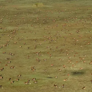 Aerial view, Black lechwes (Kobus leche smithemani) Aerial view, Black lechwes (Kobus leche smithemani)