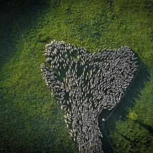 Aerial view of a flock of sheep during the transhumance in the Soria region Aerial view of a flock of sheep during the transhumance in the Soria region