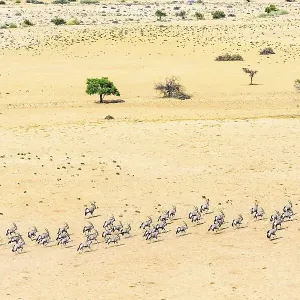 Aerial view, Gemsboks (Oryx gazella) Aerial view, Gemsboks (Oryx gazella)