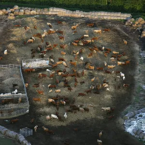 Aerial View of Cattle near Röbel an der Müritz Print Aerial View of Cattle near Röbel an der Müritz Print