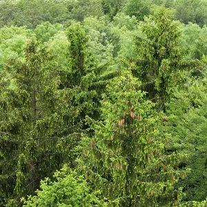 Aerial view of a mixed forest, spruce (Picea abies)