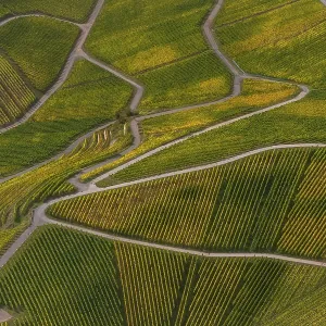 Aerial view, Moselle wine region