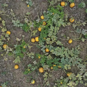 Aerial view, pumpkin field with ripe pumpkins