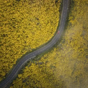 Aerial view of road with red car among yellow Cytisus blooming shrubs near Pico do Arieiro
