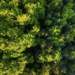 Aerial view, trees, forest, light green leaves Aerial view, trees, forest, light green leaves