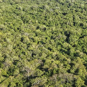 Aerial view of tropical forest trees. Sri Lanka Aerial view of tropical forest trees. Sri Lanka