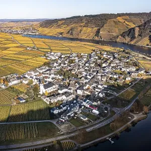 Aerial view, vineyards in autumn