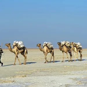 Afar Shepherd leads dromedary caravan loaded with rock salt plates across the Assale Salt Lake