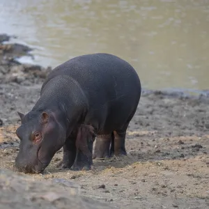 African animals hippopotamus called hippopotamus - Hippopotamus African animals hippopotamus called hippopotamus - Hippopotamus