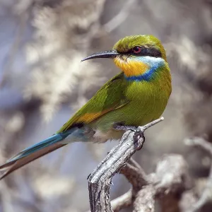 African bee-eater (Merops apiaster), South Africa African bee-eater (Merops apiaster), South Africa