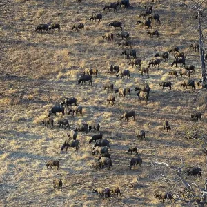 African Buffaloes or Cape Buffaloes (Syncerus caffer) African Buffaloes or Cape Buffaloes (Syncerus caffer)