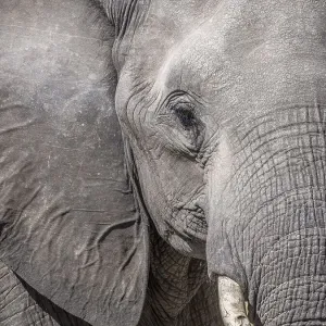 African bush elephant (Loxodonta africana)