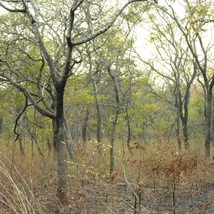 African bush landscape