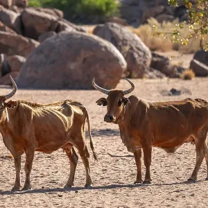 African cows, Damaraland, Kunene region, Namibia